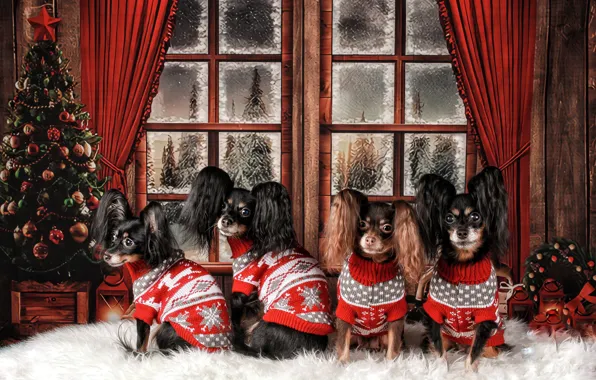 Winter, frost, forest, dogs, look, snow, red, pose