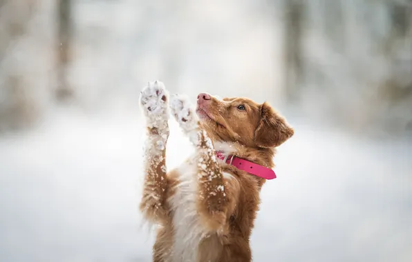 Winter, look, snow, nature, pose, dog, paws, collar