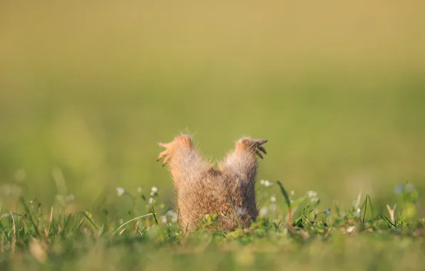 Paws, Nora, gopher