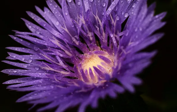 Picture flower, macro, lilac, Vasilek