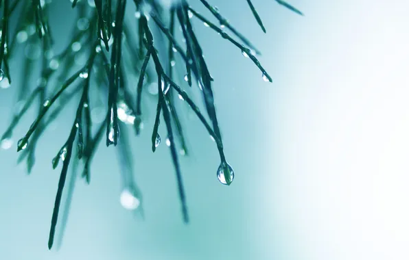 Picture water, drops, macro, light, needles, background, color, branch