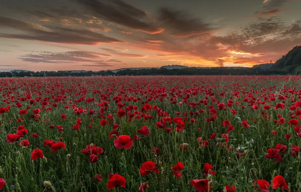 Field, sunset, Maki