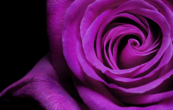 Purple, rose, petals, Bud