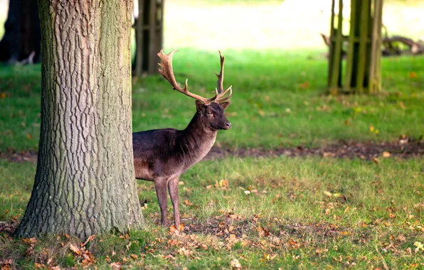 Tree, deer, horns, Deer