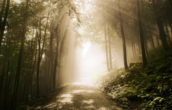 Road, forest, rays, fern