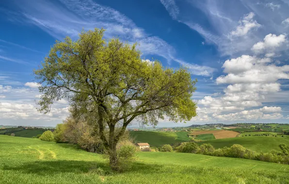 House, tree, hills, field, spring, Italy