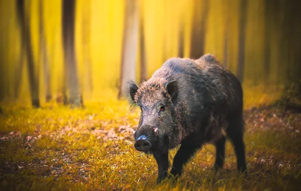 Forest, look, boar, hog