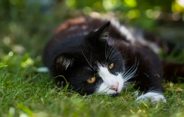 Picture greens, cat, summer, grass, cat, face, nature, pose