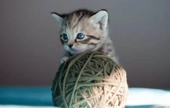Cat, look, light, tangle, kitty, grey, background, the game