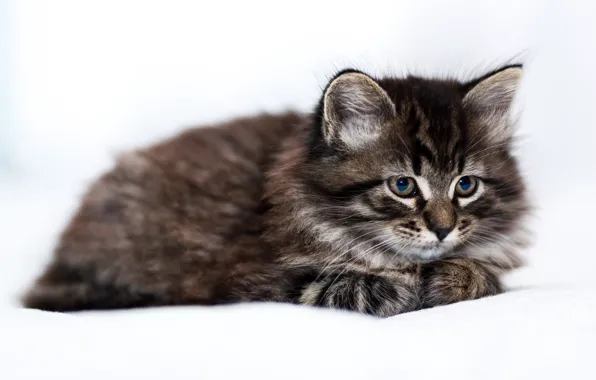 Picture fluffy, lies, kitty, light background