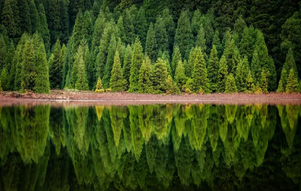 Picture forest, nature, lake