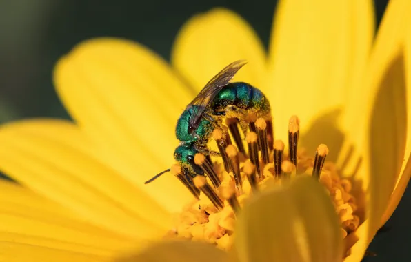Flower, macro, light, yellow, pollen, OSA, petals, insect