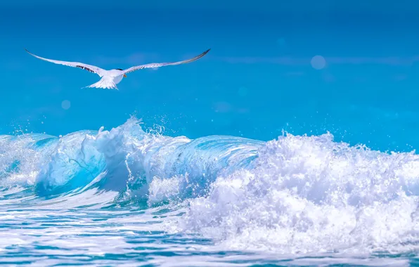 Picture sea, wave, foam, Seagull