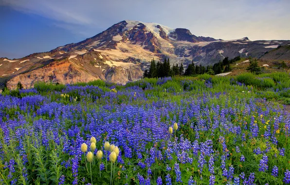 Picture the sky, clouds, snow, trees, flowers, mountains, nature, meadow