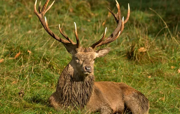 Picture nature, horns, grass, deer