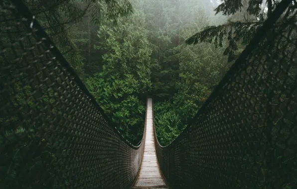 Forest, bridge, nature