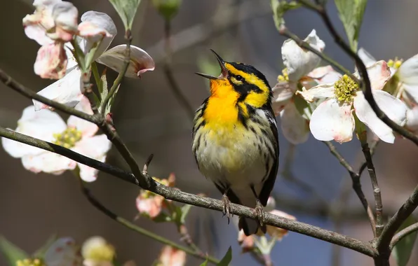 Flowers, branches, bird, spring, flowering, bokeh