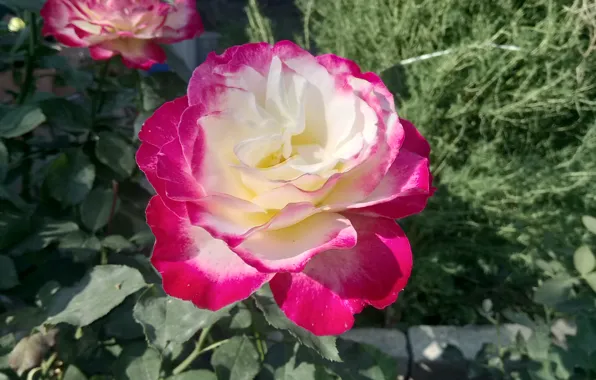 Picture Rose, Fragrant, Double the fun