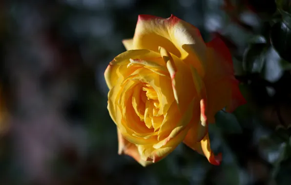 Leaves, light, the dark background, rose, garden, Bud, yellow, bokeh