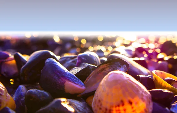 Picture light, beach, sea, mood, color, shore, shells