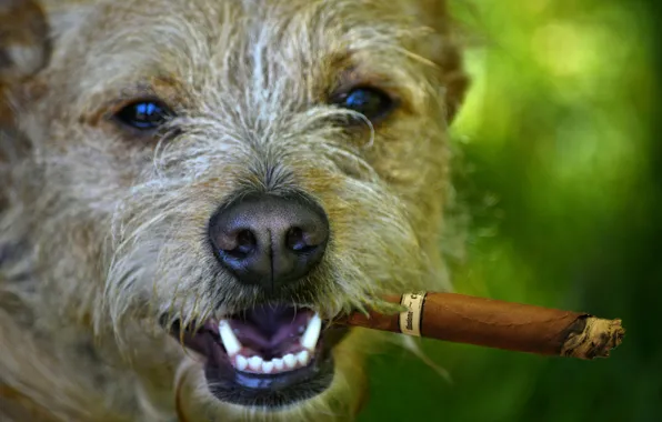Picture look, face, dog, nose, cigar