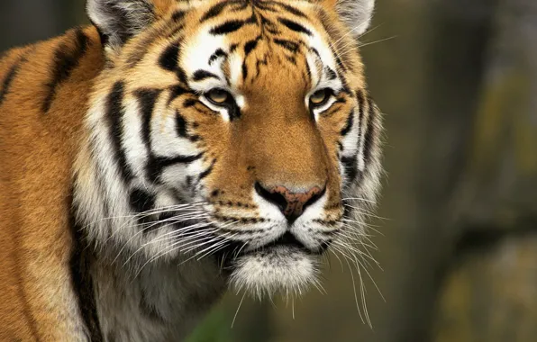Tiger, beast, chisik