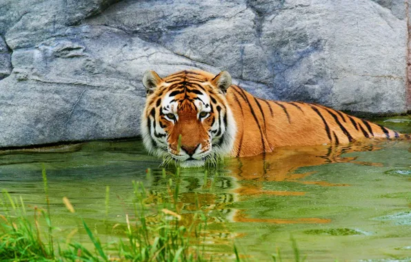 Picture grass, water, tiger, stay, stone, surprised