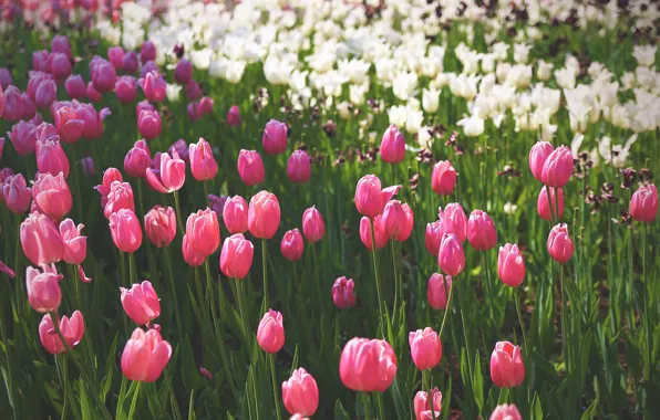 Background, tulips, tinted, instagram