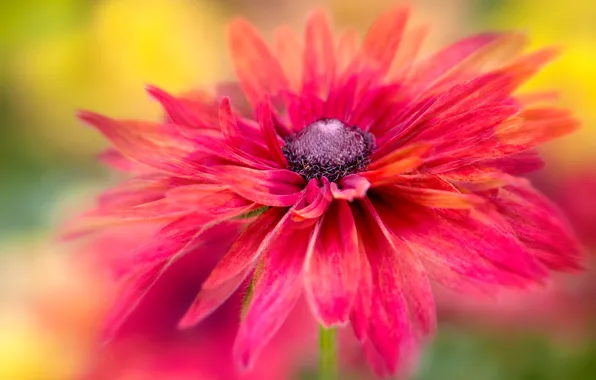 Flower, macro, red, bright, pink, blur, petals, rudbeckia