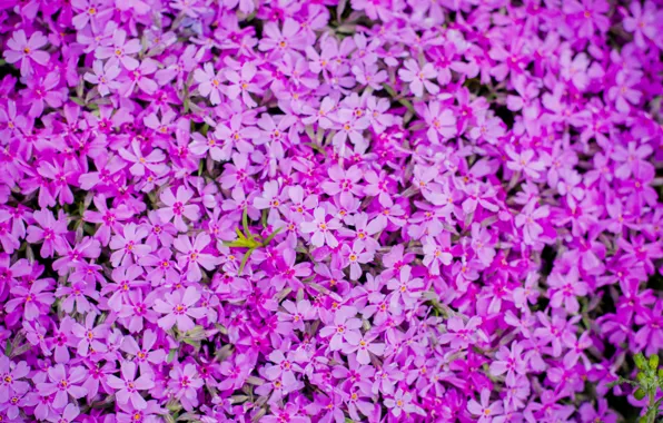 Flowers, spring, pink, small, on a bed