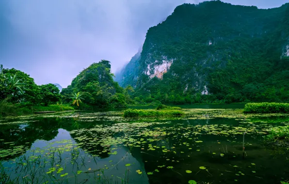 Greens, forest, trees, mountains, fog, river, rocks, jungle