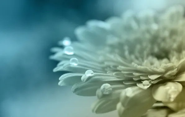 Picture white, flower, color, drops, macro, blue, color, petals
