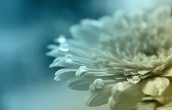White, flower, color, drops, macro, blue, color, petals