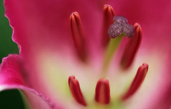 Flower, petals, stamens