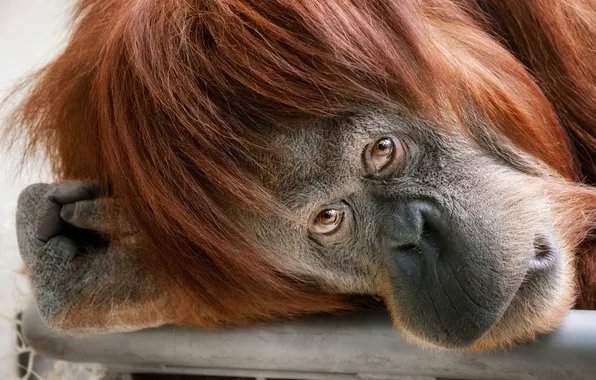 Picture look, monkey, the primacy of, orangutan