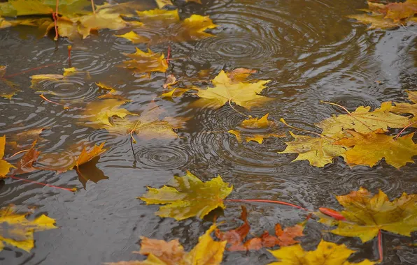 Autumn, leaves, water, nature
