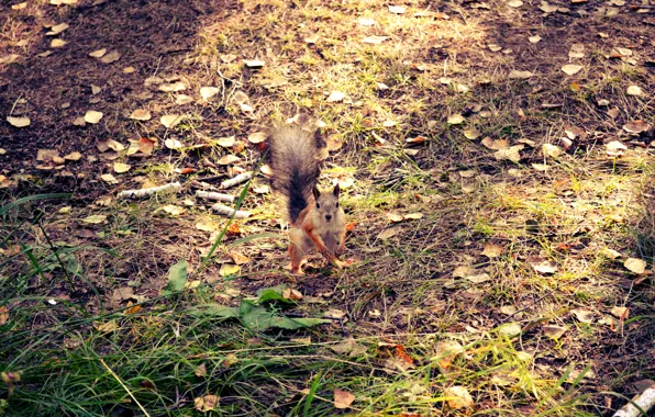 Picture autumn, forest, morning, protein, looks