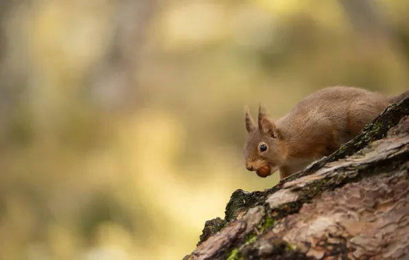 Look, nature, pose, background, walnut, protein, log, bark