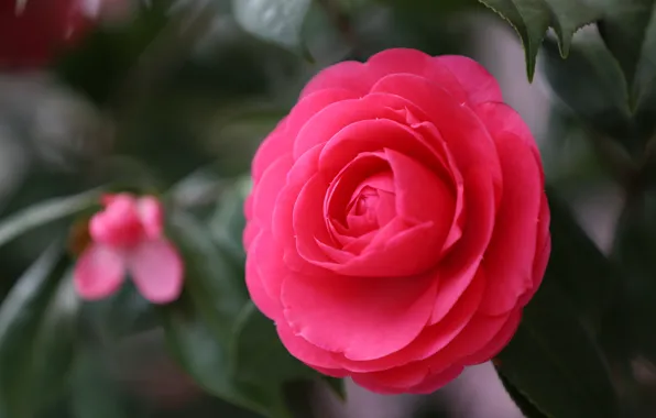 Picture flower, macro, red, focus, petals, Camellia, Japanese Camellia, Camellia japonica