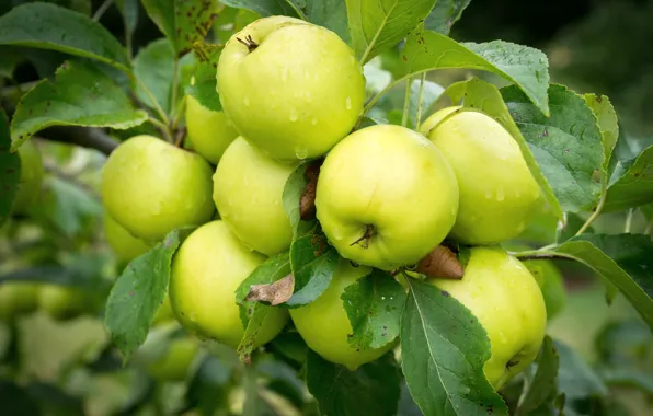 Picture leaves, drops, macro, tree, apples, Apple