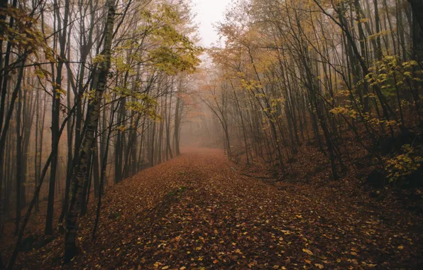 Forest, fog, fall, chasingfog