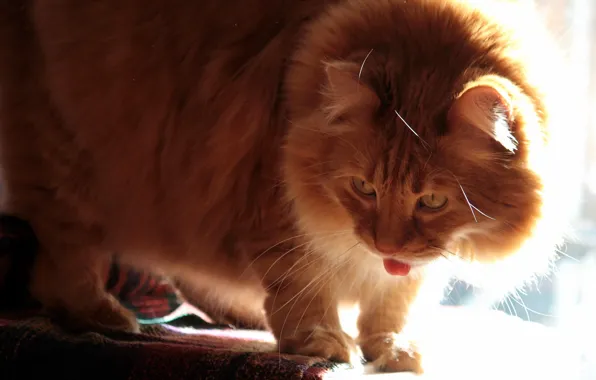 Picture cat, look, light