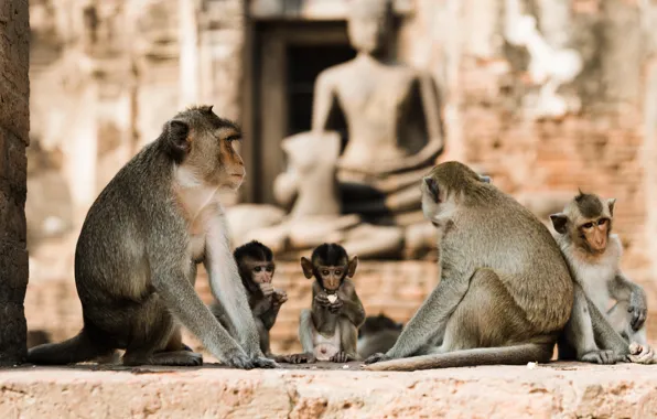 Picture Thailand, Macaques, Thailand, Macaques, Lopburi, Lopburi, Monkeys in the temple ruins of Lopburi