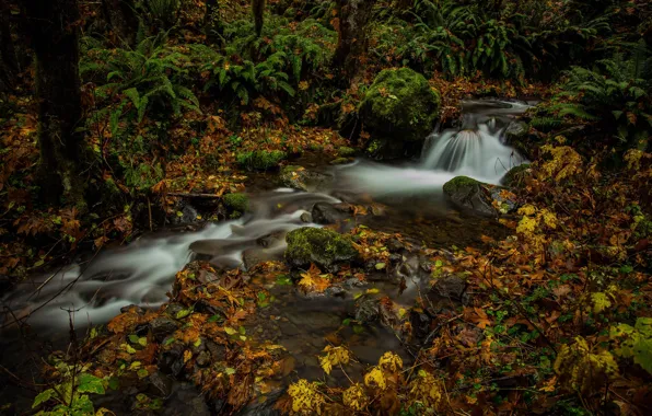 Picture autumn, forest, leaves, stream, fern, Washington, Mount Rainier National Park, National Park mount Rainier