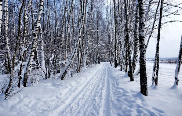 Winter, forest, snow, nature, Landscape, birch