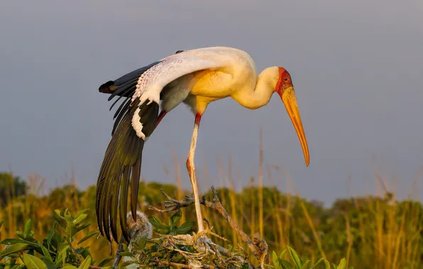 Grass, nature, bird, wings, beak