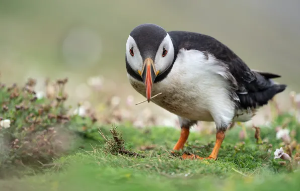 Picture grass, flowers, pose, sprig, background, bird, stalled, blurred background
