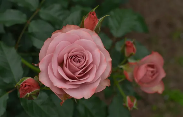 Macro, roses, buds