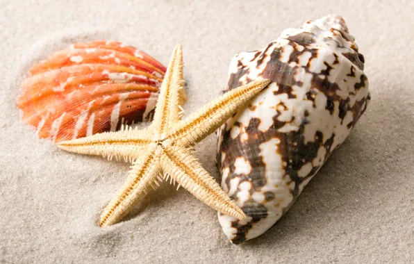 Sand, shell, beach, sand, starfish, seashells