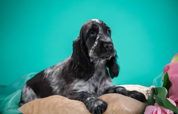 Picture puppy, Spaniel, spotted